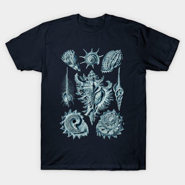 Ernst Haeckel Prosobranchia Sea Shells Cerulean T-Shirt by Scientistudio